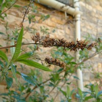 Buddleia